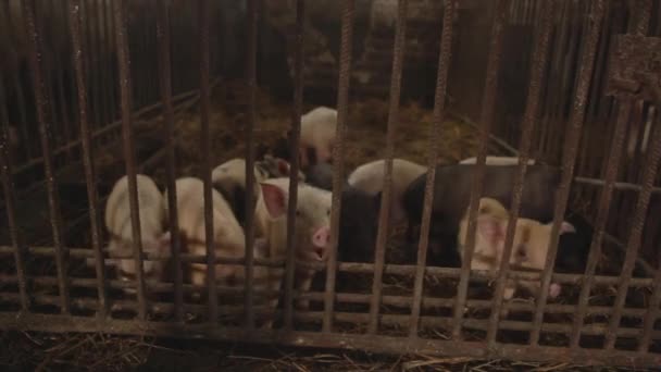 Cerdos en una jaula de hierro en la granja — Vídeos de Stock