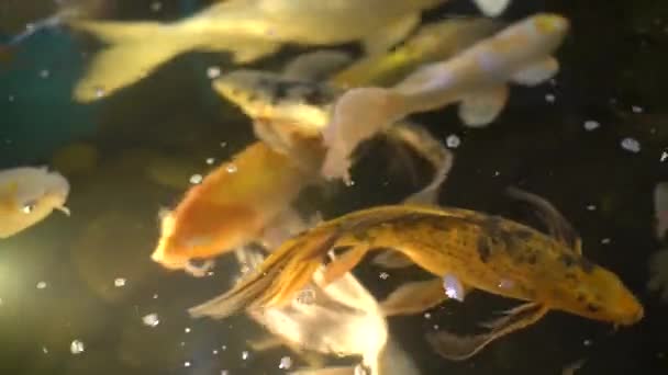 Muchos peces Koi Carpa en un estanque 4k — Vídeo de stock