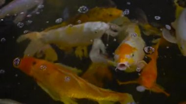 Birçok 4 k bir havuzda Koi sazan balık