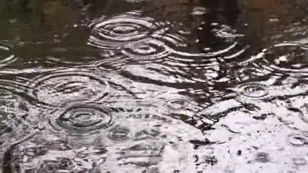 Gotas de lluvia en el agua — Vídeos de Stock