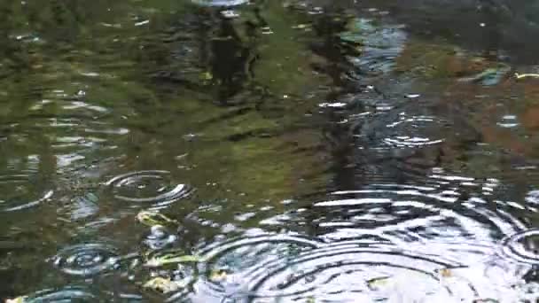 Gotas de lluvia en el agua — Vídeos de Stock