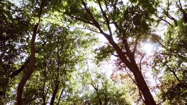 Promenad genom skogen — Stockvideo