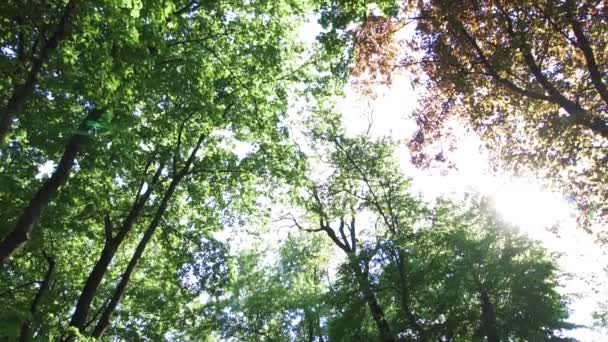 grands arbres dans le parc