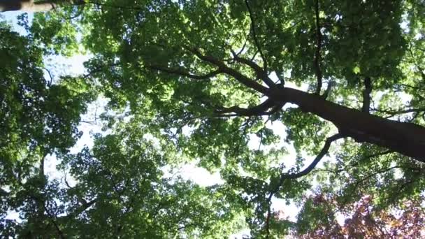 Grand tronc d'arbre vert 