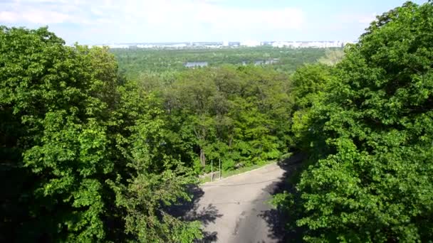 Route entourée de nombreux arbres — Video