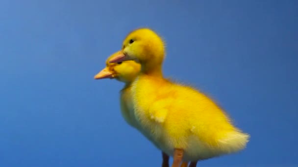 Две желтые утки на голубом фоне — стоковое видео