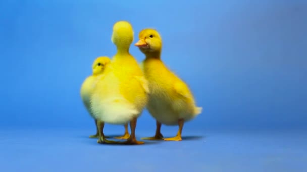 Trzy Żółte Kaczątko Łapy Odchodzą Chick Falls Bites Another Stojąc — Wideo stockowe