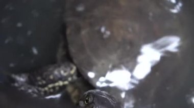 Çamurlu su kaplumbağası