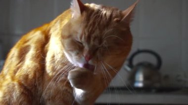 Mutfakta, oturma ve pençe yalama kedi