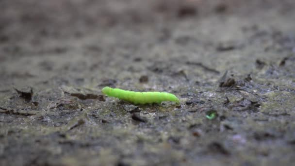 Grüne Raupe kriecht auf dem Boden — Stockvideo