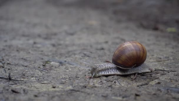 Grand escargot rampant sur le sol humide — Video