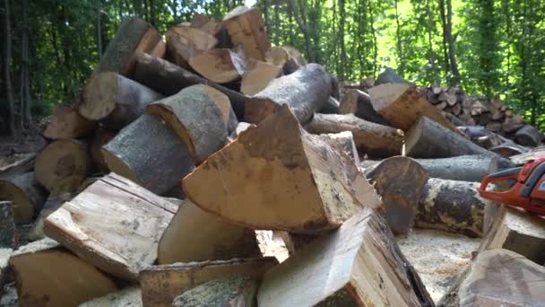 Stapel gehakte brandhout logs in het bos — Stockvideo