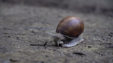 Salyangoz kahverengi salyangoz kabuğu'nda gezinme