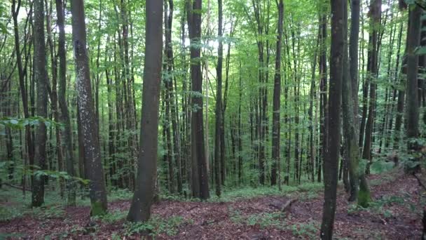 Geheimnisvoller Blick auf grünen Sommerwald — Stockvideo