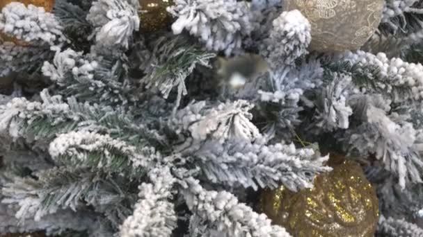 Inclinación hacia abajo del abeto cubierto de nieve — Vídeos de Stock