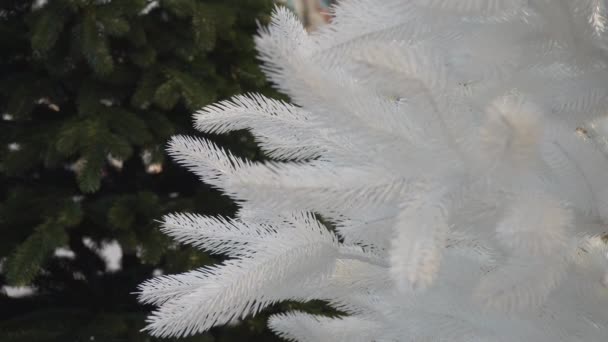 Deux sapins verts et blancs — Video