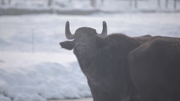 Dierlijke winter ademt stam — Stockvideo