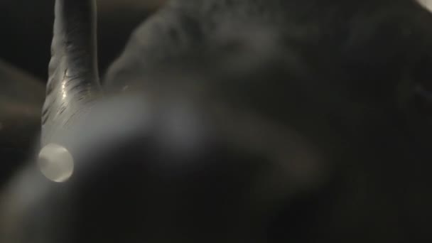 bison qui renifle la caméra 
