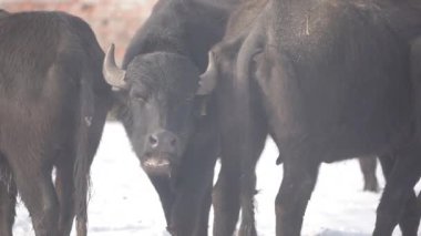 Büyük Buffalo gözlerinin içine bakar ve yeme