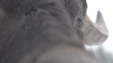 Big Buffalo Gözlerine Bakar