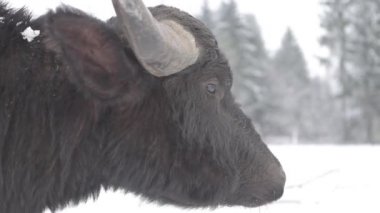 Big Buffalo Gözlerine Bakar