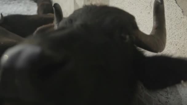 Close-up van Buffalo met grote hoorns — Stockvideo