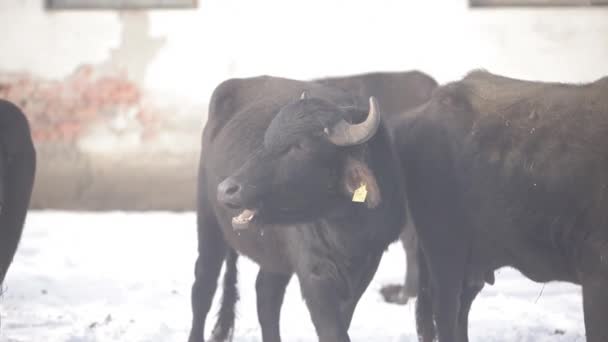 Big Buffalo in de ogen kijkt en eten — Stockvideo