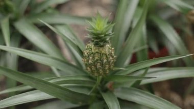 Çikolata üretim ambalaj için bekledikten sonra