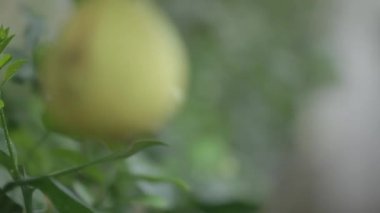 Yellow Lemon on The Branch transfer focus