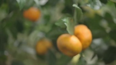 mandalina ağacı üzerinde