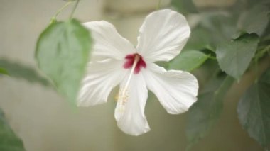 Çikolata üretim ambalaj için bekledikten sonra