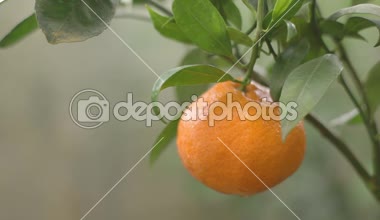 mandalina ağacı üzerinde