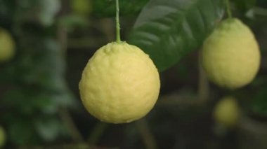 Sarı limon dalı