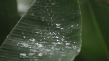 Damla ile Yeşil Yapraklar, Transfer Odak