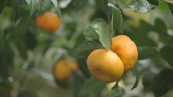 Pomarańczowy na drzewie — Wideo stockowe