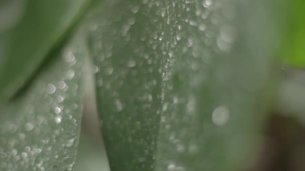 Gröna blad med droppar, överföring fokus — Stockvideo