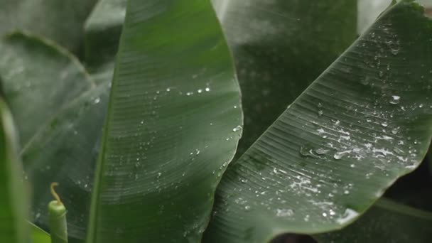 Hojas verdes con gotas, transferencia de enfoque — Vídeo de stock