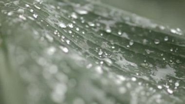 Damla ile Yeşil Yapraklar, Transfer Odak