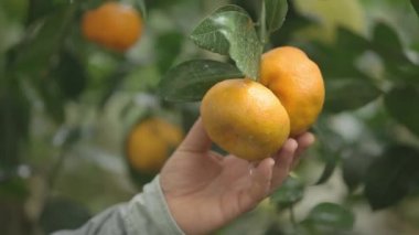 Mandalina mandalina ağacı içinde toplama el