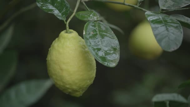 Limón amarillo en la rama — Vídeo de stock