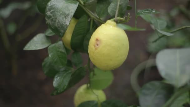 Yellow Lemon on The Branch — Stock Video