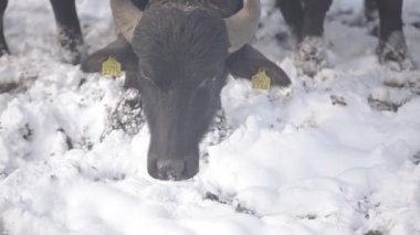 Buffalo toynak karda