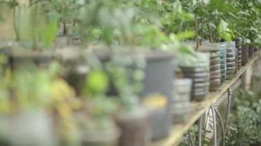 tencerede yeşil çiçek