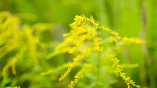 Flor silvestre amarilla en la naturaleza — Vídeo de stock