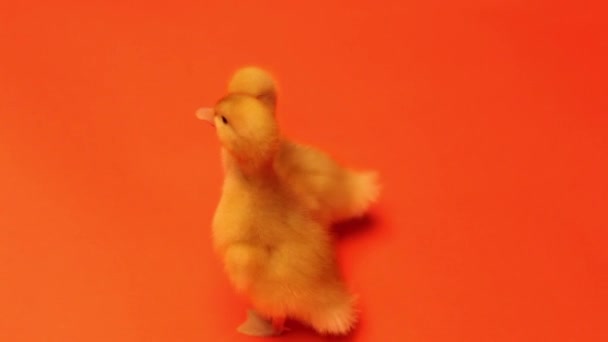 Dos polluelos amarillos sobre un fondo naranja — Vídeos de Stock
