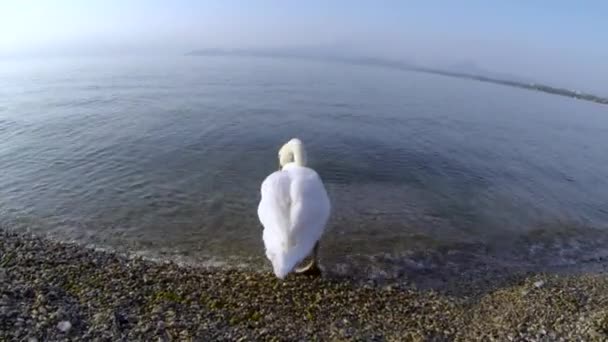 Un cisne entra en el agua del lago — Vídeos de Stock
