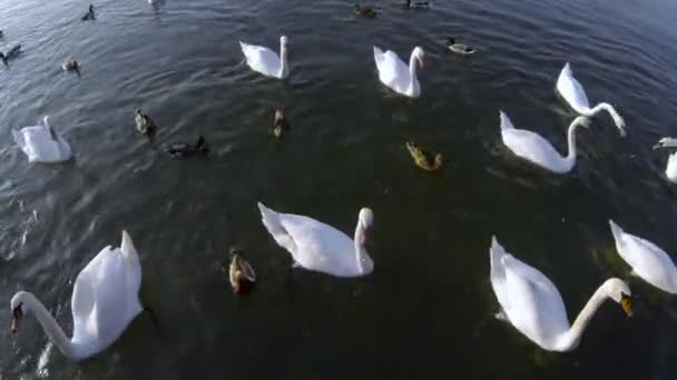 Swans and ducks float in water — Stock video