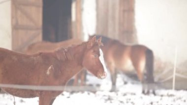 yavru üç at kafes yakın: