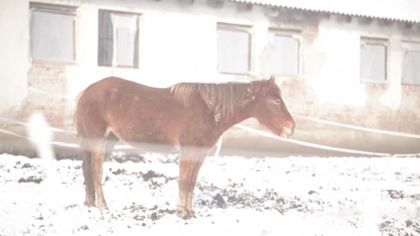 Red foal in the snow near the house — Stock Video