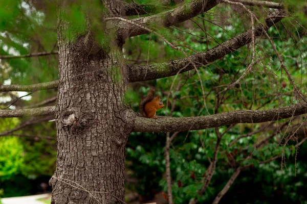 Червона білка сидить на коричневому дереві — стокове фото